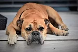 heated-dog-house-640x480-2513356.jpeg
