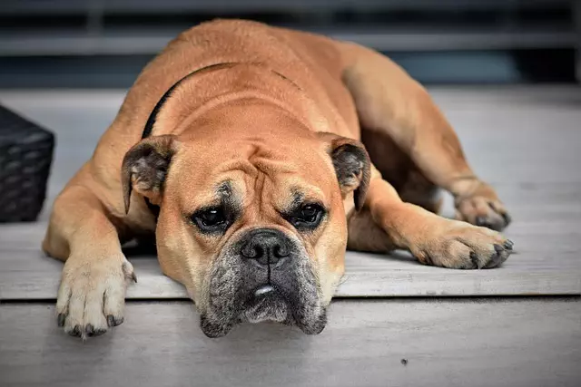 heated-dog-house-640x480-2513356.jpeg