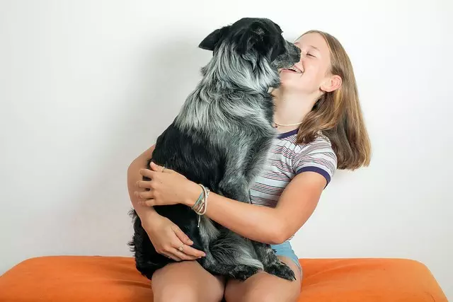 heated dog house