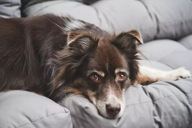 heated dog house