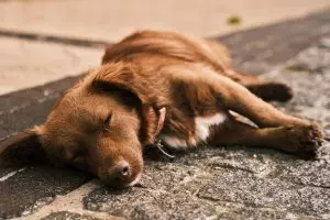heated-dog-house-640x480-68047567.jpeg
