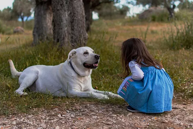 heated-dog-house-640x480-75791287.jpeg