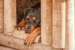 heated-dog-house-640x480-79758137.jpeg