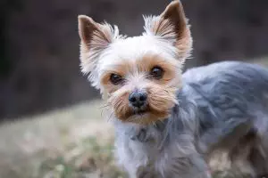 heated-dog-house-640x480-99454353.jpeg