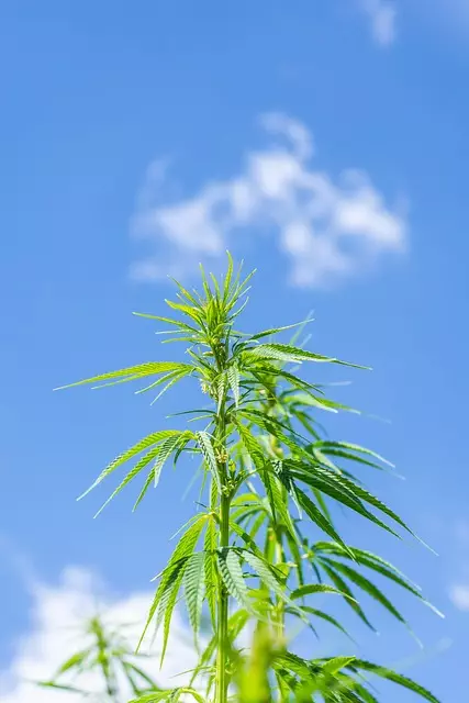 Hemp Terpenes for Sale