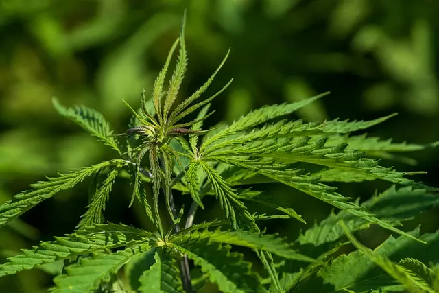 Hemp Terpenes for Sale