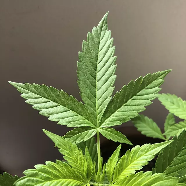 Hemp Terpenes for Sale