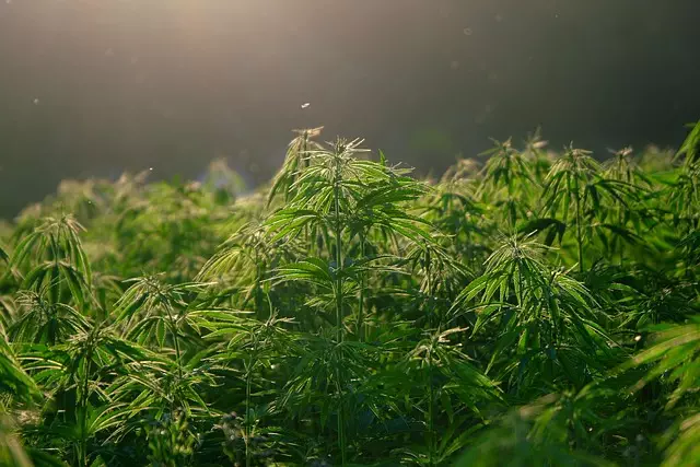 Hemp Terpenes for Sale