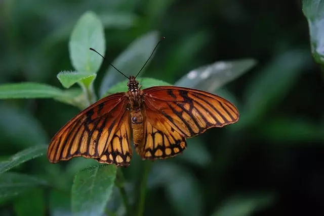 insect control services
