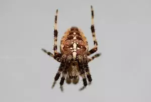 insect-control-services-640x480-66329381.jpeg