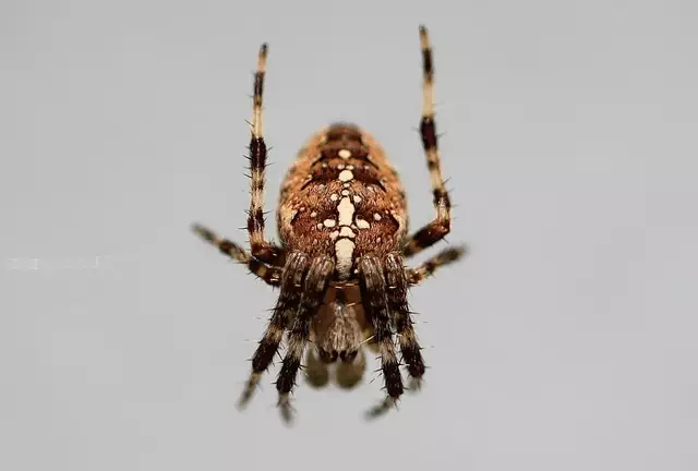 insect-control-services-640x480-66329381.jpeg