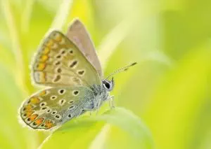 insect-control-services-640x480-82608659.jpeg