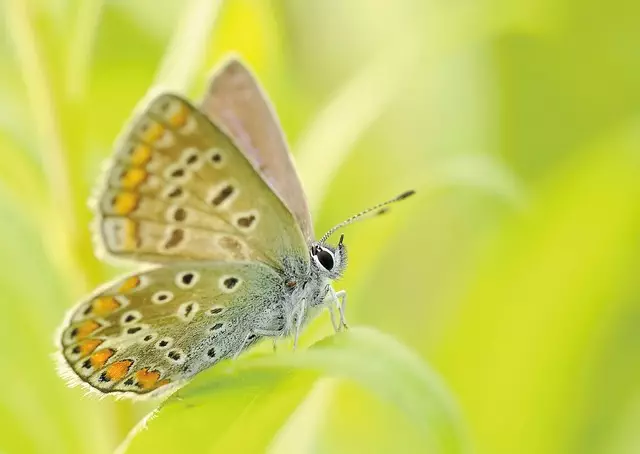 insect-control-services-640x480-82608659.jpeg