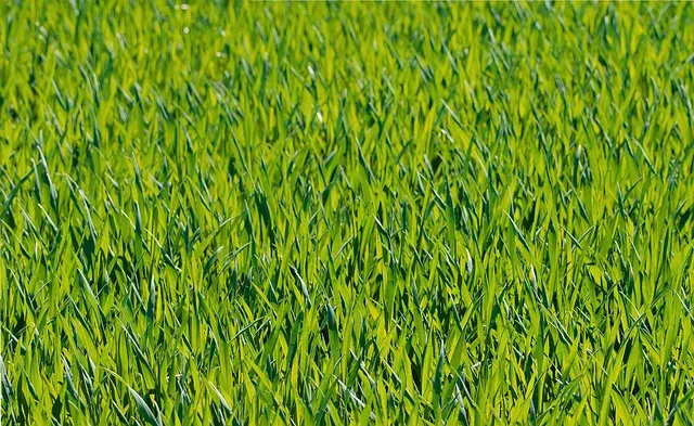 lawn-care-640x480-96635146.jpeg