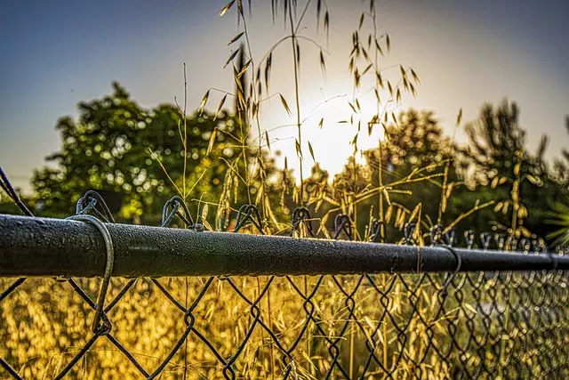 Link Building