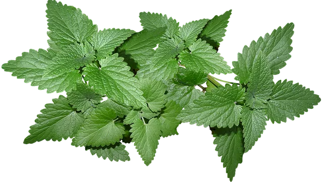 mint-flavored-cbd-tincture-640x480-16522801.png