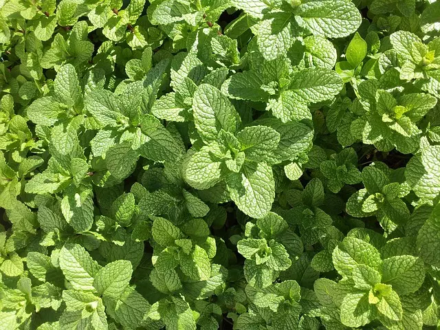 Mint Flavored CBD Tincture