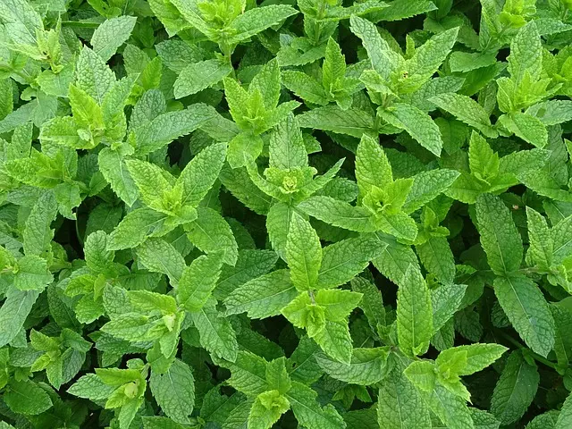 mint-flavored-cbd-tincture-640x480-42133270.jpeg