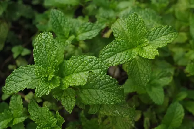 Mint Flavored CBD Tincture