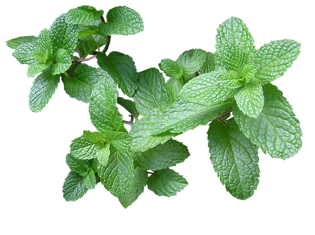 Mint Flavored CBD Tincture