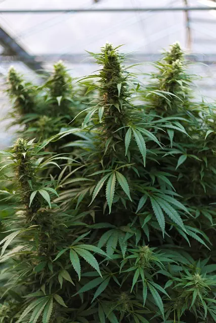 mint-flavored-cbd-tincture-640x480-74435888.jpeg