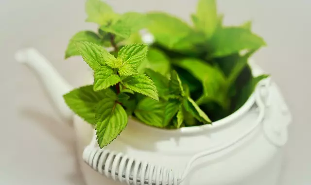 mint-flavored-cbd-tincture-640x480-98366944.jpeg