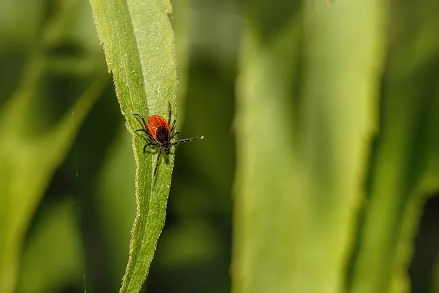 mosquito-and-tick-control-640x480-70339407.jpeg
