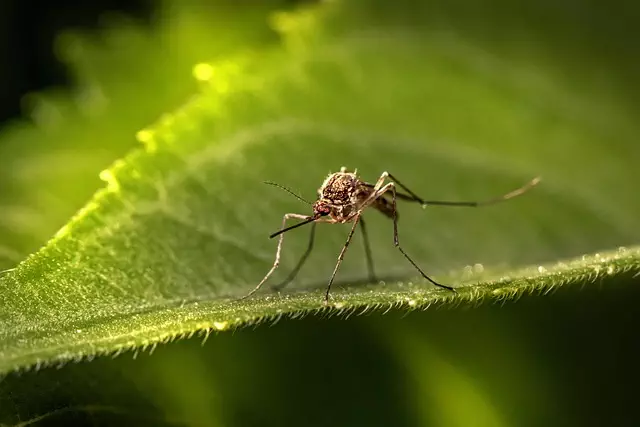 mosquito-control-640x480-12218507.jpeg