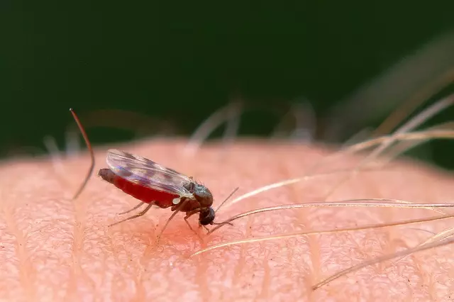 Mosquito Control