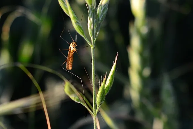 Mosquito Control