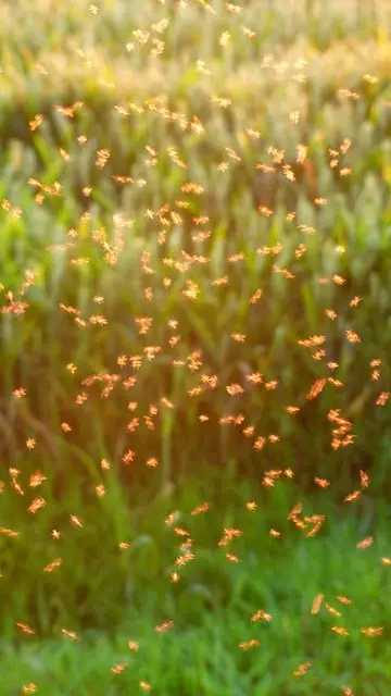 Mosquito Control