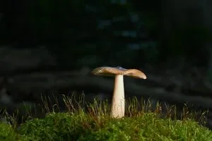 mushroom-gummies-for-focus-640x480-17640199.jpeg