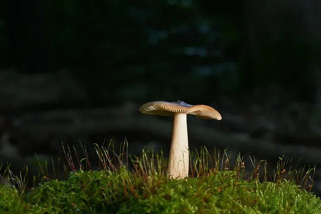 mushroom-gummies-for-focus-640x480-17640199.jpeg