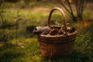 mushroom-gummies-for-focus-640x480-40605788.jpeg