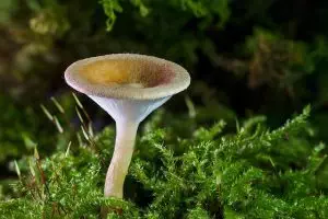 mushroom-gummies-for-focus-640x480-65895800.jpeg
