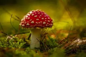mushroom-gummies-for-focus-640x480-83655280.jpeg