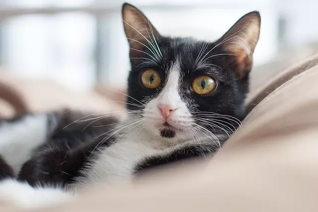 online pet marketplace