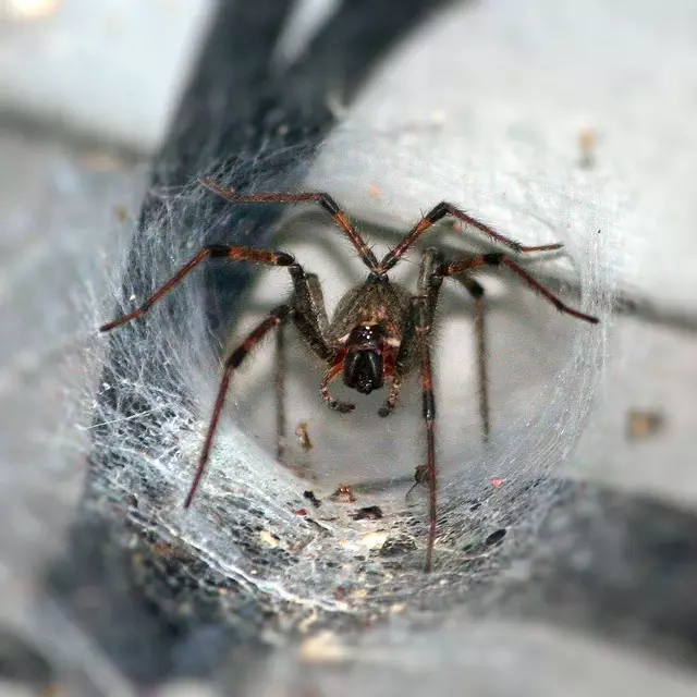 pest-exterminator-640x480-1592043.jpeg