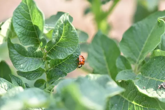 pest exterminator
