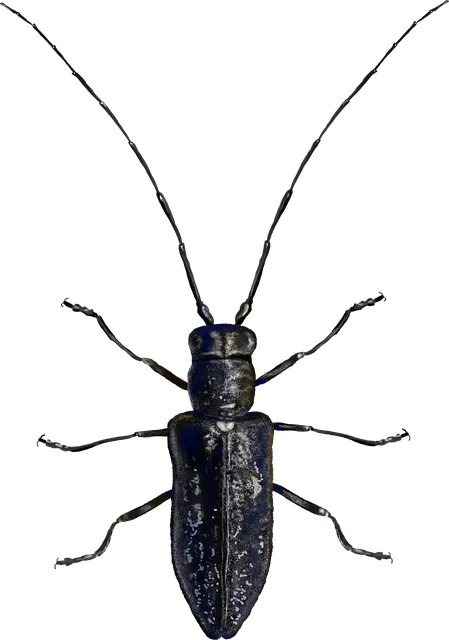 pest exterminator