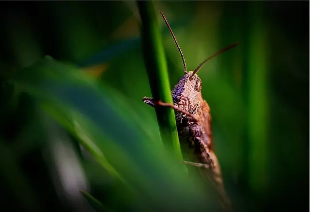 pest exterminator