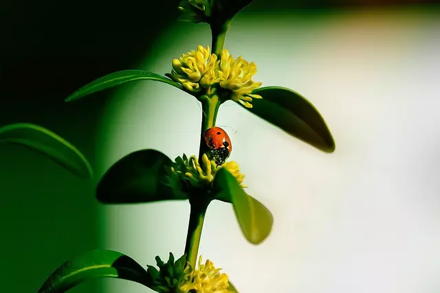 pest exterminator