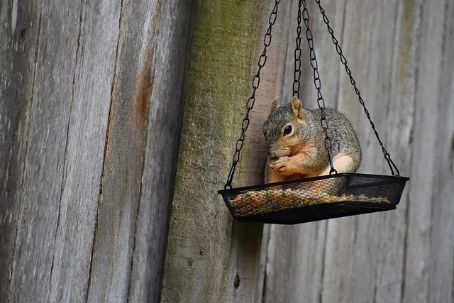 professional-rodent-control-640x480-83677754.jpeg