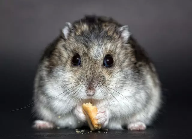 Rodent Control