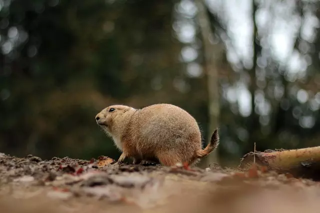 Rodent Control