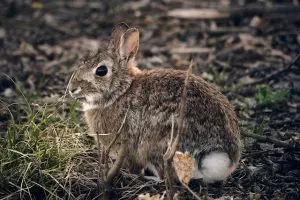 rodent-control-640x480-8731388.jpeg