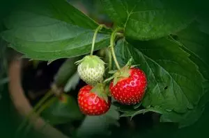 strawberry-rosin-gummies-640x480-81765312.jpeg