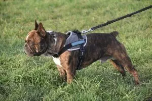 tactical-dog-harness-640x480-59593146.jpeg
