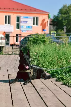 tactical-dog-harness-640x480-65108820.jpeg