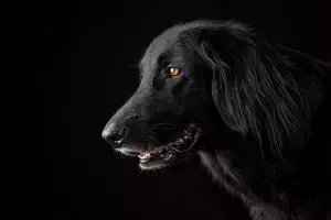 tactical-dog-harness-640x480-72558234.jpeg